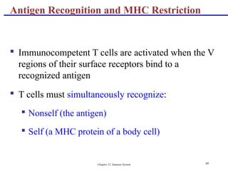 Chapter 21, Immune System 80
 Immunocompetent T cells are activated when the V
regions of their surface receptors bind to a
recognized antigen
 T cells must simultaneously recognize:
 Nonself (the antigen)
 Self (a MHC protein of a body cell)
Antigen Recognition and MHC Restriction
 