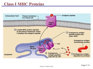 Chapter 21, Immune System 83
Class I MHC Proteins
Figure 21.15a
 