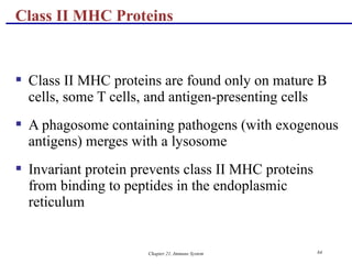 Chapter 21, Immune System 84
 Class II MHC proteins are found only on mature B
cells, some T cells, and antigen-presenting cells
 A phagosome containing pathogens (with exogenous
antigens) merges with a lysosome
 Invariant protein prevents class II MHC proteins
from binding to peptides in the endoplasmic
reticulum
Class II MHC Proteins
 
