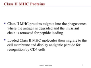 Chapter 21, Immune System 85
 Class II MHC proteins migrate into the phagosomes
where the antigen is degraded and the invariant
chain is removed for peptide loading
 Loaded Class II MHC molecules then migrate to the
cell membrane and display antigenic peptide for
recognition by CD4 cells
Class II MHC Proteins
 