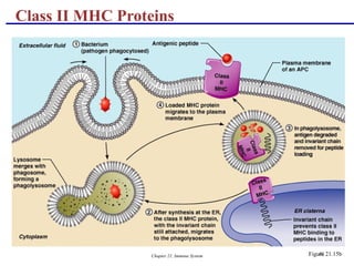 Chapter 21, Immune System 86
Class II MHC Proteins
Figure 21.15b
 