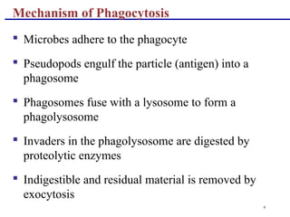 9
Mechanism of Phagocytosis
 Microbes adhere to the phagocyte
 Pseudopods engulf the particle (antigen) into a
phagosome
 Phagosomes fuse with a lysosome to form a
phagolysosome
 Invaders in the phagolysosome are digested by
proteolytic enzymes
 Indigestible and residual material is removed by
exocytosis
 