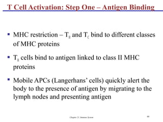 Chapter 21, Immune System 90
 MHC restriction – TH and TC bind to different classes
of MHC proteins
 TH cells bind to antigen linked to class II MHC
proteins
 Mobile APCs (Langerhans’ cells) quickly alert the
body to the presence of antigen by migrating to the
lymph nodes and presenting antigen
T Cell Activation: Step One – Antigen Binding
 