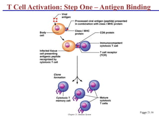 Chapter 21, Immune System 92
T Cell Activation: Step One – Antigen Binding
Figure 21.16
 