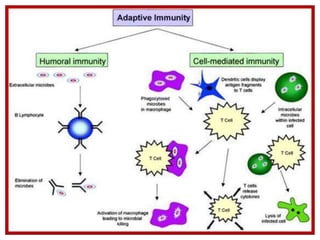 Human Immunity Introduction Immune system INTRODUCTION | PPTX