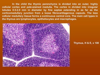 Lymphoid system and immune system histology view | PDF