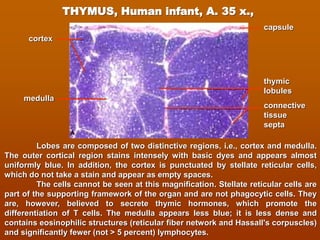 Lymphoid system and immune system histology view | PDF