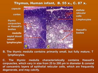 Lymphoid system and immune system histology view | PDF