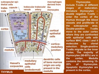 Lymphoid system and immune system histology view | PDF