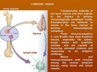 Lymphoid system and immune system histology view | PDF