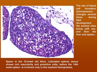 Spleen Development Lymphoid system and immune system histology view | PDF