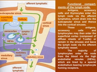 Lymphoid system and immune system histology view | PDF
