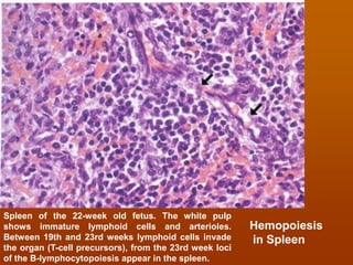 Lymphoid system and immune system histology view | PDF