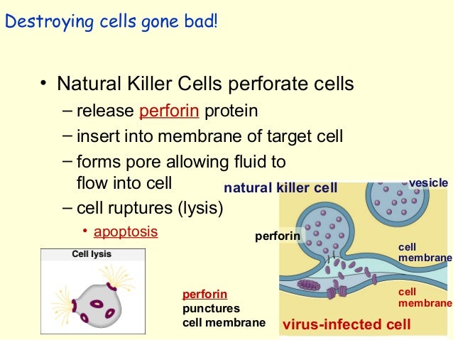 Natural Killer Cells Attack The Target Cell S Membrane By Natural Killer Cells Attack The Target Cell S Membrane By