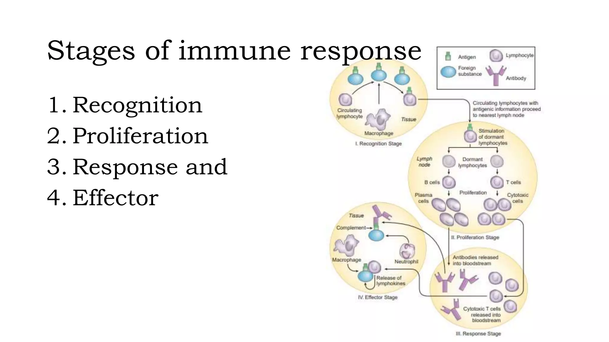 Stages of immune response
1. Recognition
2. Proliferation
3. Response and
4. Effector
 