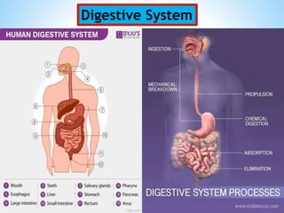 Pankaj Sinha
Digestive System
 