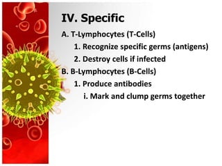 IV. Specific
A. T-Lymphocytes (T-Cells)
    1. Recognize specific germs (antigens)
    2. Destroy cells if infected
B. B-Lymphocytes (B-Cells)
    1. Produce antibodies
       i. Mark and clump germs together
 