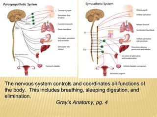 The nervous system controls and coordinates all functions ofThe nervous system controls and coordinates all functions of
the body. This includes breathing, sleeping digestion, andthe body. This includes breathing, sleeping digestion, and
elimination.elimination.
Gray’s Anatomy, pg. 4Gray’s Anatomy, pg. 4
 