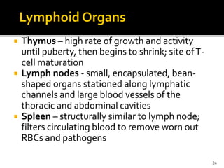    Thymus – high rate of growth and activity
    until puberty, then begins to shrink; site of T-
    cell maturation
   Lymph nodes - small, encapsulated, bean-
    shaped organs stationed along lymphatic
    channels and large blood vessels of the
    thoracic and abdominal cavities
   Spleen – structurally similar to lymph node;
    filters circulating blood to remove worn out
    RBCs and pathogens

                                                       24
 