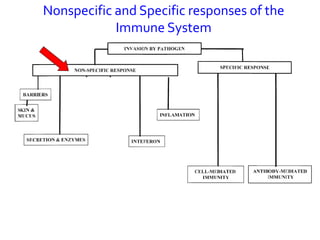 Nonspecific and Specific responses of the
            Immune System
 