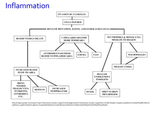Inflammation




 http://images.google.com/imgres?imgurl=http://www.vacadsci.org/jsr/imuneR.jpg&imgrefurl=http://www.vacadsci.org/jsr/tlist2.htm&h=663&w=1009&sz=460&tbnid=w5XN6XPgUBEJ:&tbnh=
 97&tbnw=149&hl=en&start=9&prev=/images%3Fq%3Dimmune%2Bresponse%26svnum%3D10%26hl%3Den%26lr%3D%26sa%3DG
 