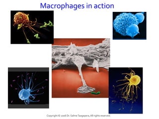 Macrophages in action




 Copyright © 2006 Dr. Salme Taagepera, All rights reserved.
 