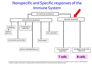 Nonspecific and Specific responses of the
                    Immune System




                                                                                                          T cells                                B cells
http://images.google.com/imgres?imgurl=http://www.vacadsci.org/jsr/imuneR.jpg&imgrefurl=http://www.vacadsci.org/jsr/tlist2.htm&h=663&w=1009&sz=460&tbnid=w5XN6XPgUBEJ:&tb
nh=97&tbnw=149&hl=en&start=9&prev=/images%3Fq%3Dimmune%2Bresponse%26svnum%3D10%26hl%3Den%26lr%3D%26sa%3DG
 