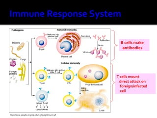 B cells make
                                                         antibodies




                                                      T cells mount
                                                       direct attack on
                                                        foreign/infected
                                                        cell




http://www.people.virginia.edu/~rjh9u/gif/irsum.gif
 