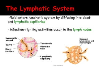 - fluid enters lymphatic system by diffusing into dead-
end lymphatic capillaries

- infection-fighting activities occur in the lymph nodes
 