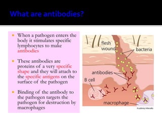    When a pathogen enters the
    body it stimulates specific
    lymphocytes to make
    antibodies
   These antibodies are
    proteins of a very specific
    shape and they will attach to
    the specific antigens on the
    surface of the pathogen
   Binding of the antibody to
    the pathogen targets the
    pathogen for destruction by
    macrophages
 