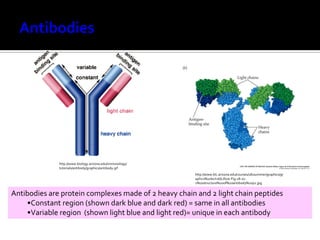 http://www.biology.arizona.edu/immunology/
              tutorials/antibody/graphics/antibody.gif
                                                           http://www.blc.arizona.edu/courses/181summer/graphics/gr
                                                           aphics%20lect16/Life7e-Fig-18-10-
                                                           2%20structure%20of%20antibody%20p2.jpg


Antibodies are protein complexes made of 2 heavy chain and 2 light chain peptides
    •Constant region (shown dark blue and dark red) = same in all antibodies
    •Variable region (shown light blue and light red)= unique in each antibody
 