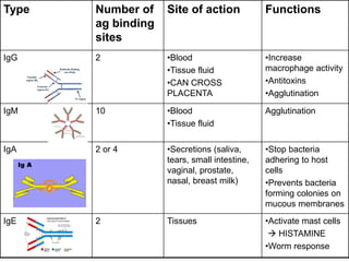 Type   Number of    Site of action            Functions
       ag binding
       sites
IgG    2            •Blood                    •Increase
                    •Tissue fluid             macrophage activity
                    •CAN CROSS                •Antitoxins
                    PLACENTA                  •Agglutination

IgM    10           •Blood                    Agglutination
                    •Tissue fluid

IgA    2 or 4       •Secretions (saliva,      •Stop bacteria
                    tears, small intestine,   adhering to host
                    vaginal, prostate,        cells
                    nasal, breast milk)       •Prevents bacteria
                                              forming colonies on
                                              mucous membranes
IgE    2            Tissues                   •Activate mast cells
                                                HISTAMINE
                                              •Worm response
 