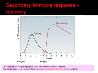 •The first exposure to a pathogen gives only a slow and small immune response.
•Repeated exposure to the same pathogen gives a much stronger and quicker memory response.
 