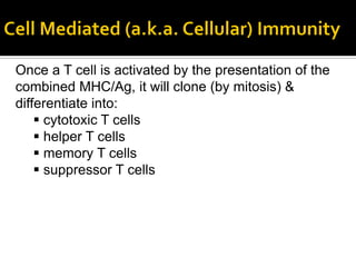 Once a T cell is activated by the presentation of the
combined MHC/Ag, it will clone (by mitosis) &
differentiate into:
     cytotoxic T cells
     helper T cells
     memory T cells
     suppressor T cells
 
