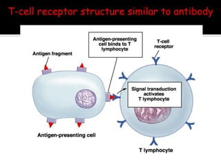 T-cell receptor structure similar to antibody
 
