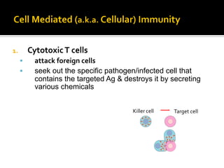 1.       Cytotoxic T cells
          attack foreign cells
          seek out the specific pathogen/infected cell that
           contains the targeted Ag & destroys it by secreting
           various chemicals


                                         Killer cell   Target cell
 