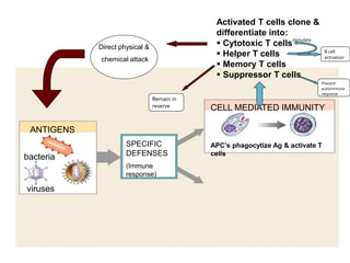 Activated T cells clone &
                                               differentiate into:
                                                                   stimulate
              Direct physical &                 Cytotoxic T cells
                                                Helper T cells                   B cell
                                                                                  activation
              chemical attack
                                                Memory T cells
                                                Suppressor T cells
                                                                               Prevent
                                                                               autoimmune
   Antigens                       Remain in
                                                                               response

                                  reserve     CELL MEDIATED IMMUNITY

 ANTIGENS
bacteria
                       SPECIFIC               APC’s phagocytize Ag & activate T
bacteria               DEFENSES               cells
  viruses              (Immune
                       response)

viruses
 