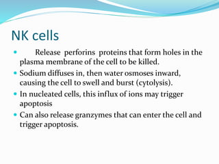 NK cells
 Release perforins proteins that form holes in the
plasma membrane of the cell to be killed.
 Sodium diffuses in, then water osmoses inward,
causing the cell to swell and burst (cytolysis).
 In nucleated cells, this influx of ions may trigger
apoptosis
 Can also release granzymes that can enter the cell and
trigger apoptosis.
 