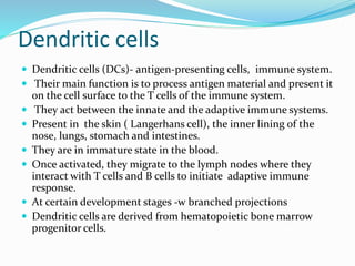 Dendritic cells
 Dendritic cells (DCs)- antigen-presenting cells, immune system.
 Their main function is to process antigen material and present it
on the cell surface to the T cells of the immune system.
 They act between the innate and the adaptive immune systems.
 Present in the skin ( Langerhans cell), the inner lining of the
nose, lungs, stomach and intestines.
 They are in immature state in the blood.
 Once activated, they migrate to the lymph nodes where they
interact with T cells and B cells to initiate adaptive immune
response.
 At certain development stages -w branched projections
 Dendritic cells are derived from hematopoietic bone marrow
progenitor cells.
 