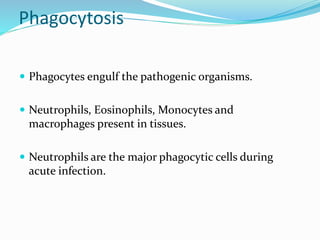Phagocytosis
 Phagocytes engulf the pathogenic organisms.
 Neutrophils, Eosinophils, Monocytes and
macrophages present in tissues.
 Neutrophils are the major phagocytic cells during
acute infection.
 