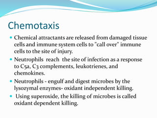 Chemotaxis
 Chemical attractants are released from damaged tissue
cells and immune system cells to "call over" immune
cells to the site of injury.
 Neutrophils reach the site of infection as a response
to C5a, C3 complements, leukotrienes, and
chemokines.
 Neutrophils - engulf and digest microbes by the
lysozymal enzymes- oxidant independent killing.
 Using superoxide, the killing of microbes is called
oxidant dependent killing.
 