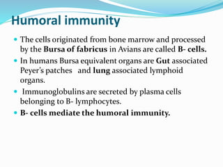 Humoral immunity
 The cells originated from bone marrow and processed
by the Bursa of fabricus in Avians are called B- cells.
 In humans Bursa equivalent organs are Gut associated
Peyer’s patches and lung associated lymphoid
organs.
 Immunoglobulins are secreted by plasma cells
belonging to B- lymphocytes.
 B- cells mediate the humoral immunity.
 