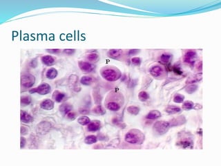 Plasma cells
 