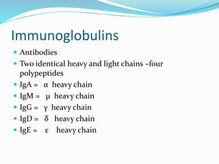 Immunoglobulins
 Antibodies
 Two identical heavy and light chains –four
polypeptides
 IgA = α heavy chain
 IgM = µ heavy chain
 IgG = γ heavy chain
 IgD = δ heavy chain
 IgE = ε heavy chain
 