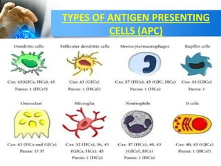 TYPES OF ANTIGEN PRESENTING
CELLS (APC)
 