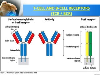 T-CELL AND B-CELL RECEPTORS
(TCR / BCR)
 