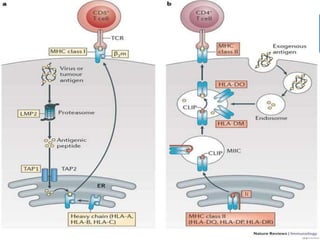 MAJOR HISTOCOMPATIBILITY COMPATIBILITY
COMPLEX MOLECULES (MHC) CLASS I & II
 