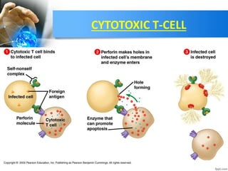 CYTOTOXIC T-CELL
 