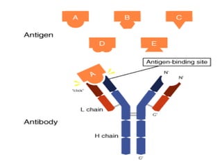 ANATOMY AND PHYSIOLOGY OF
IMMUNE SYSTEM
Any foreign substance which when
enters the body, elicits body’s immune
response is called as antigen.
ANTIGEN
 