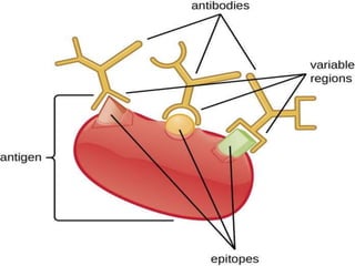 ANATOMY AND PHYSIOLOGY OF
IMMUNE SYSTEM
Any foreign substance which when
enters the body, elicits body’s immune
response is called as antigen.
ANTIGEN
 